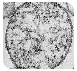 Mycoplasma - increases the severity of disease